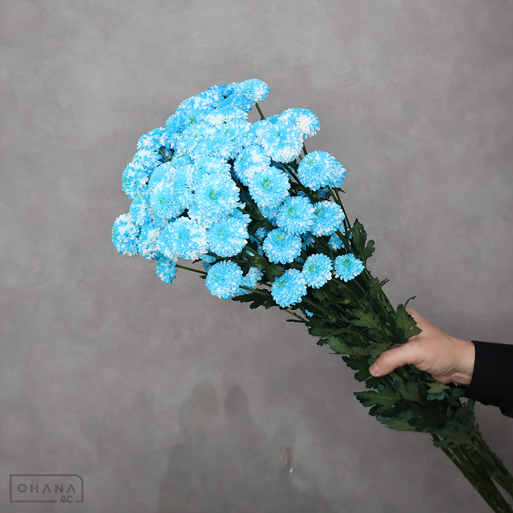 ＳＰ菊　ニコットマム　染め　③　秀2L