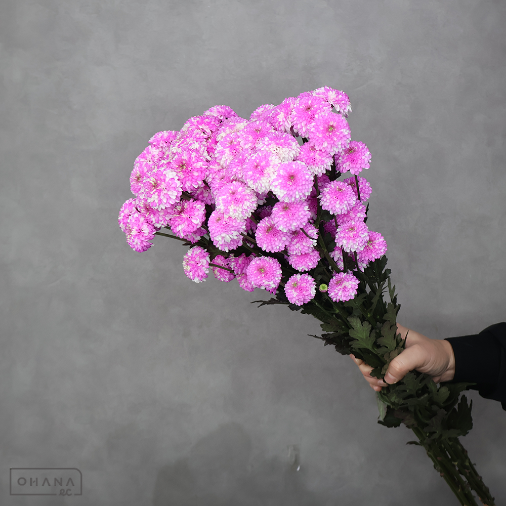ＳＰ菊　ニコットマム　染め　①　秀2L