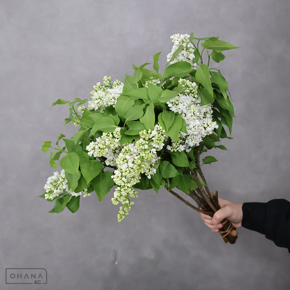 ライラック　ホワイトスタンダード　秀 50cm