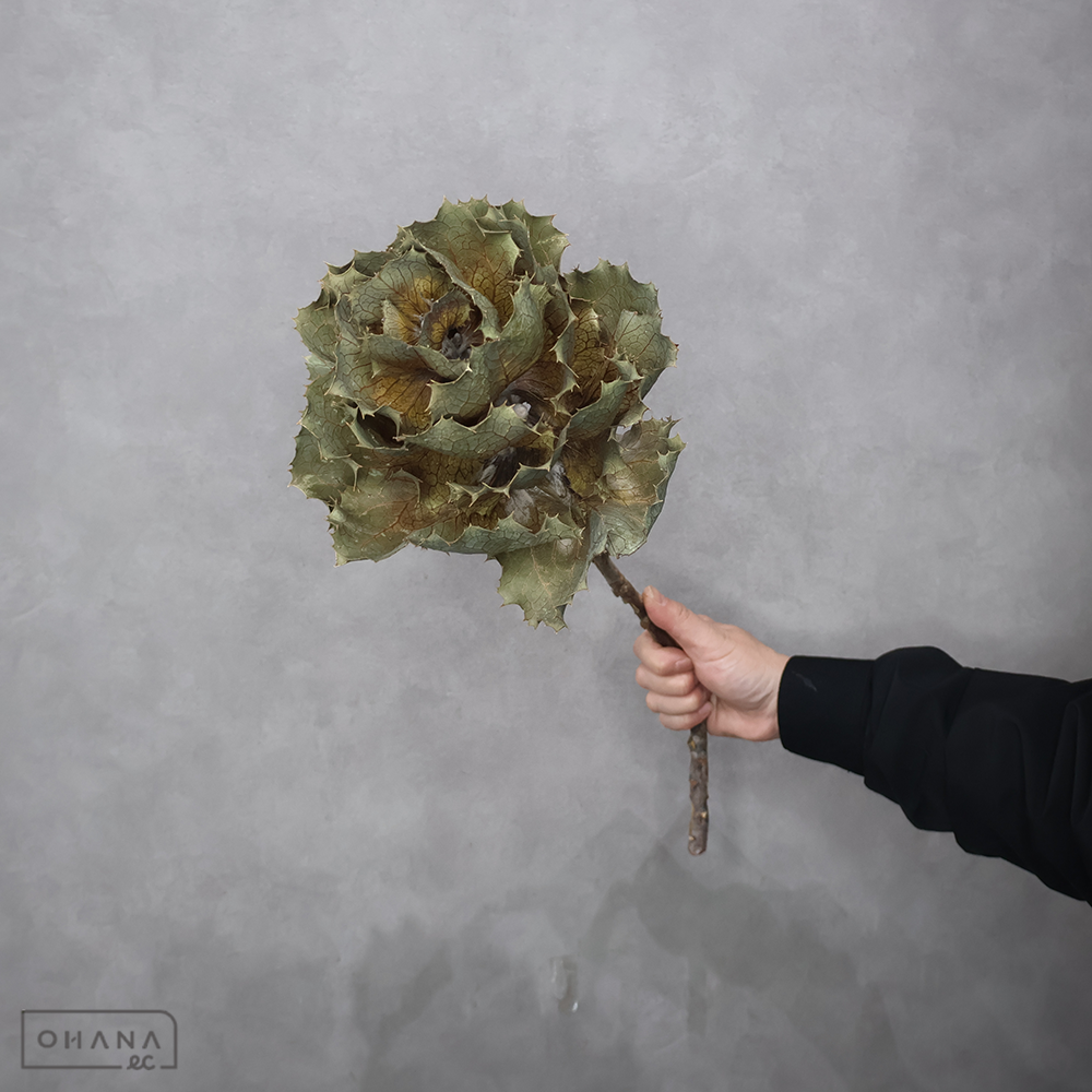 ハケア ヴィクトリアフレッシュ　 50cm　※2本売り