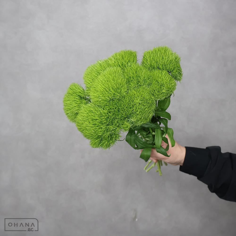 ナデシコ　テマリソウ　秀 Ｌ 40cm