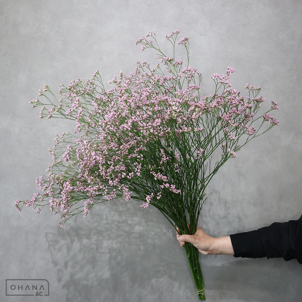 HBスターチス  オシピンク 秀 80-85cm   ※5本束■発送時は75cm以下にカット