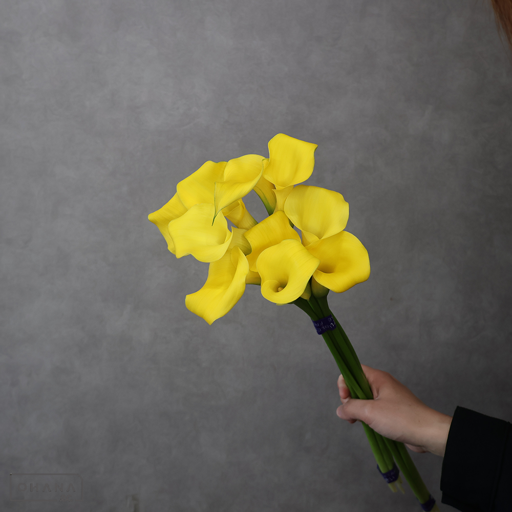 カラー　モンテカルロ Ｌ50cm