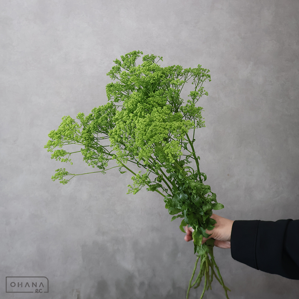夕霧草　グリーン 秀60cm