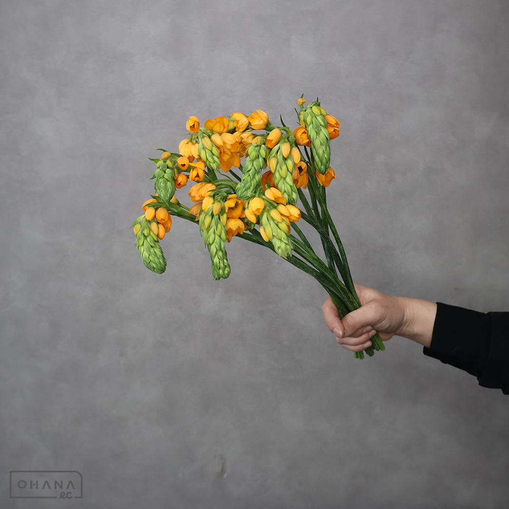 オーニソガラム　オレンジスター 秀40cm