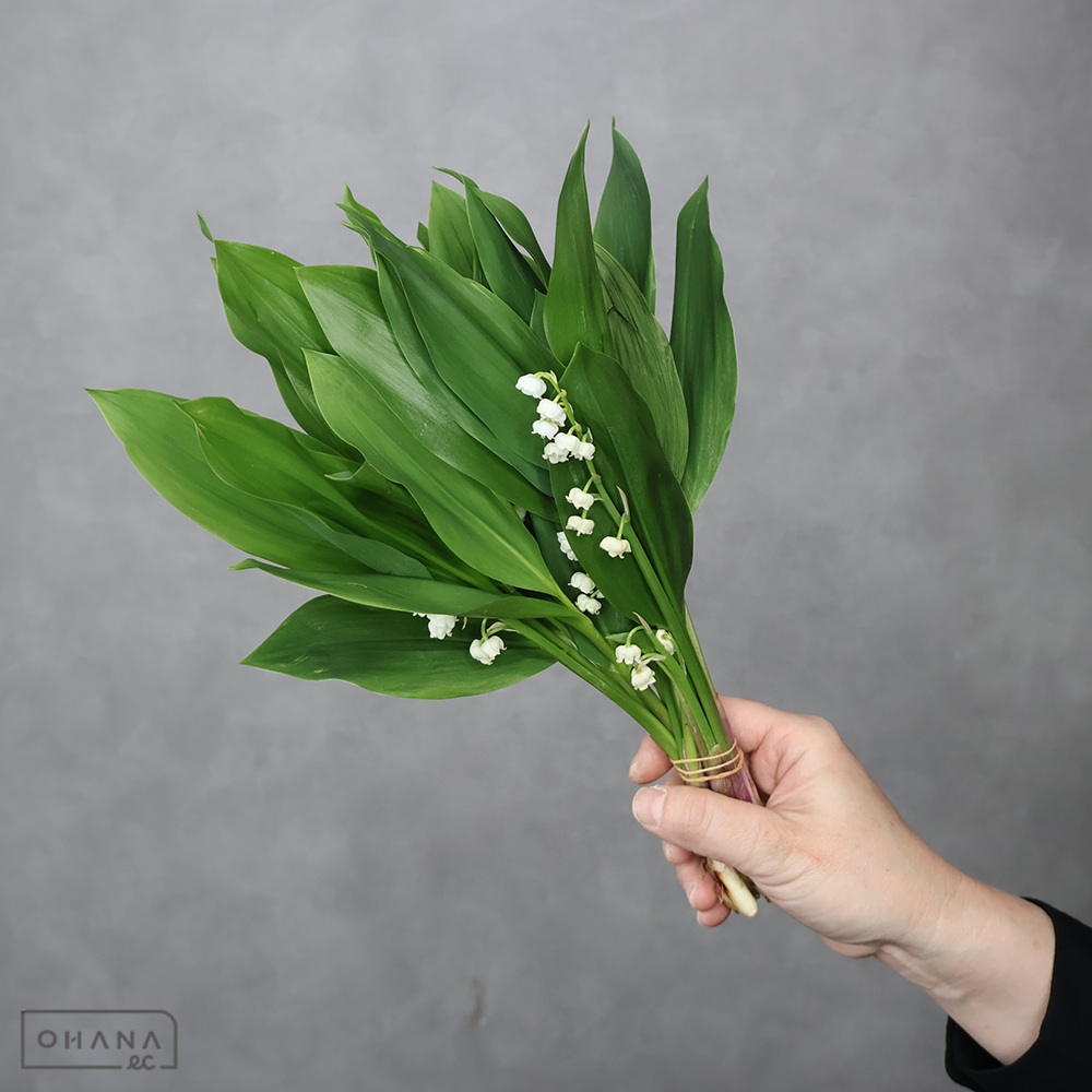 スズラン　ドイツスズラン 優25-20cm
