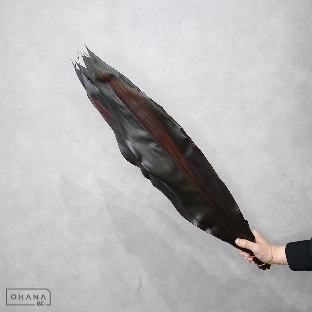 ドラセナ　ブラックリーフコーディライ 70cm