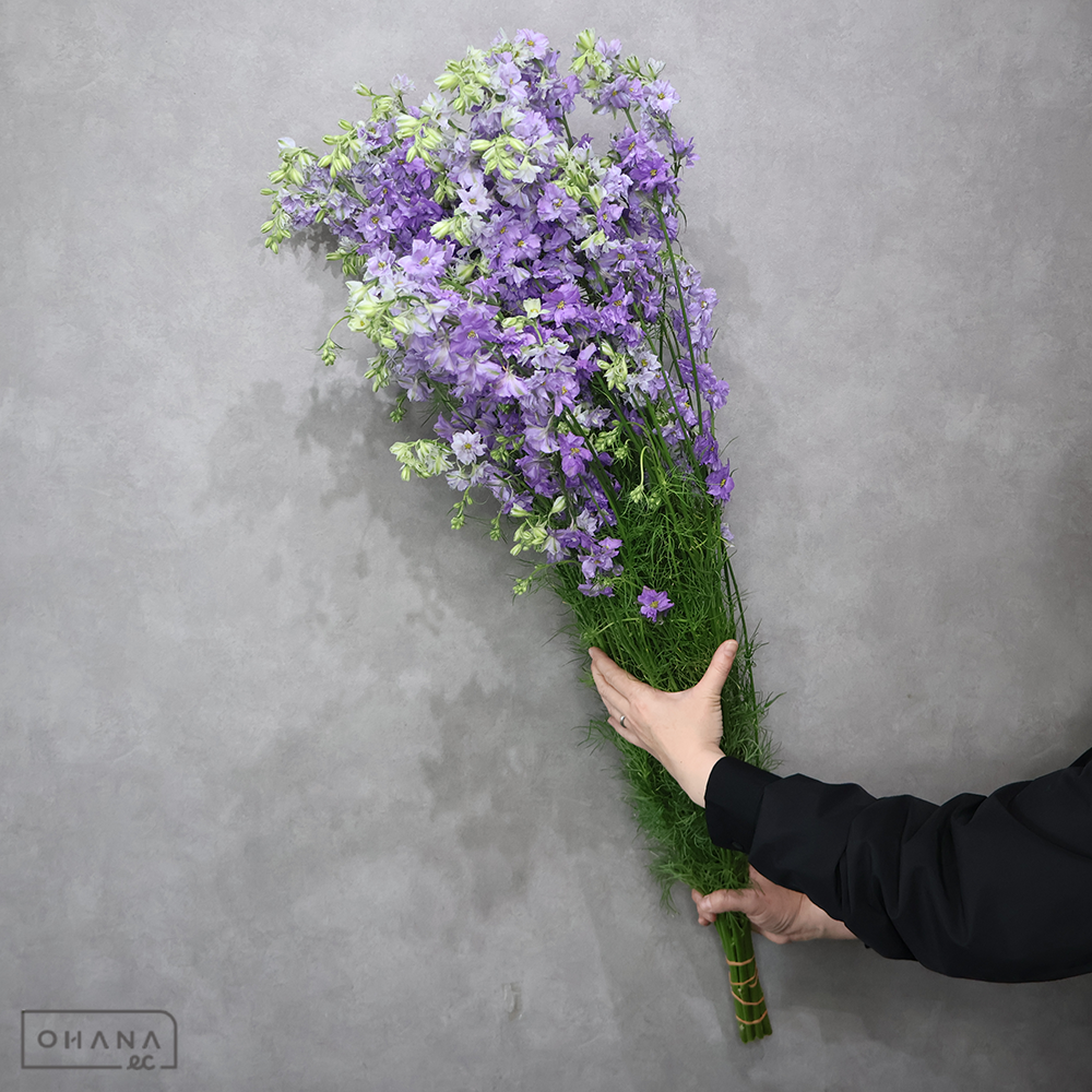 千鳥草　カンヌライラック 秀ｽﾌﾟﾚｰ100cm ■発送時は75cm以下にカット