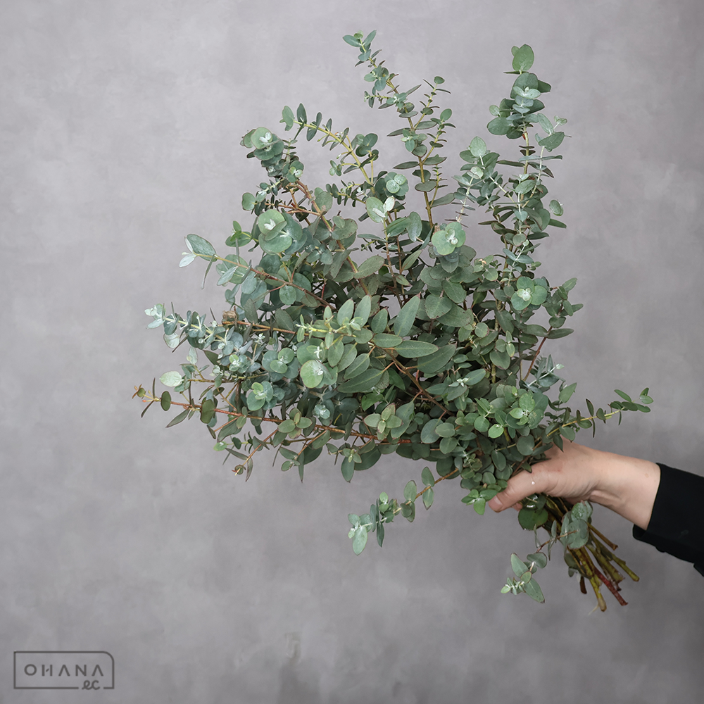 ユーカリ　アーニゲラ 60-50cm