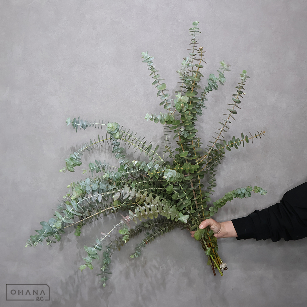 ユーカリ　銀世界　　　　 80-70cm ■発送時は75cm以下にカット