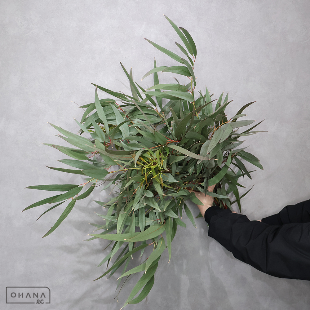 ユーカリ　ニッコリー 70-60cm
