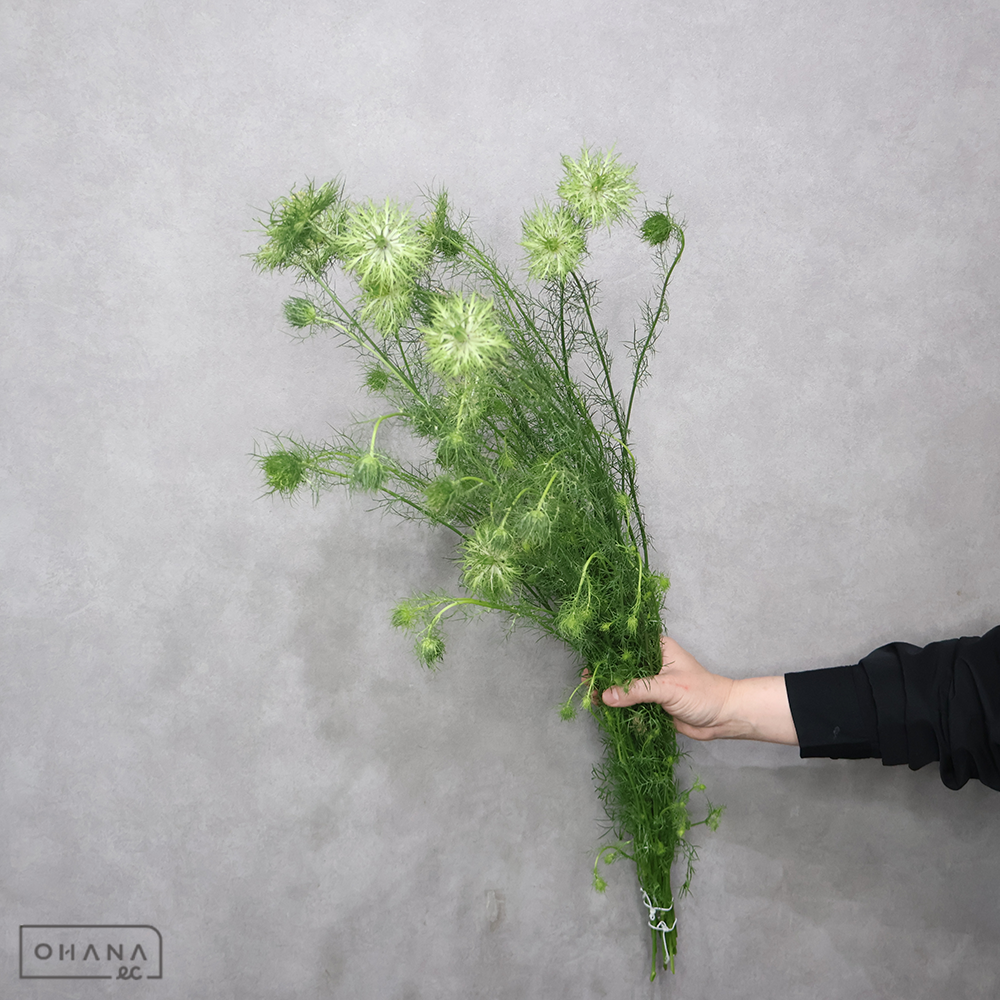ニゲラ　グリーンマジック 80-70cm ■発送時は75cm以下にカット