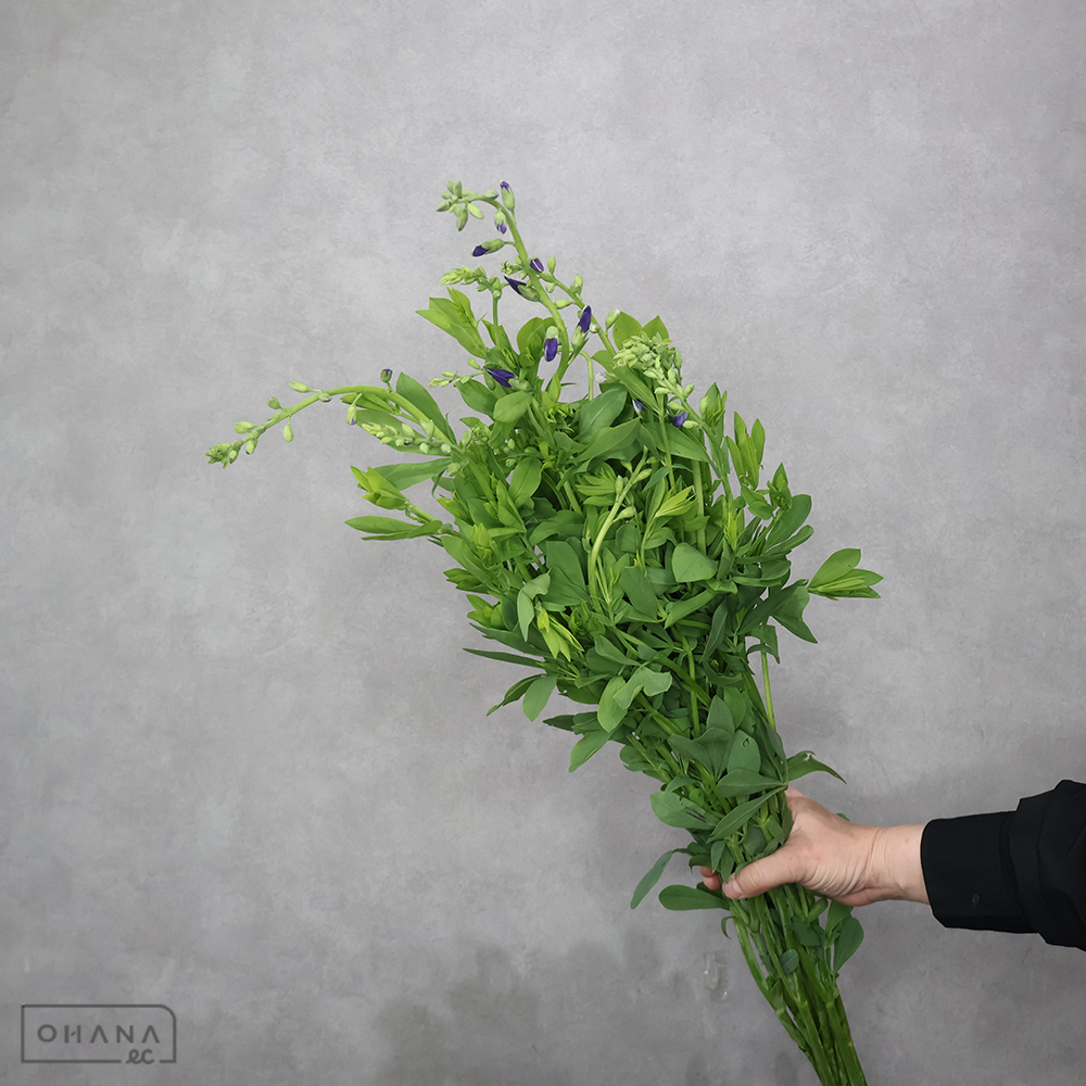 センダイハギ 70cm