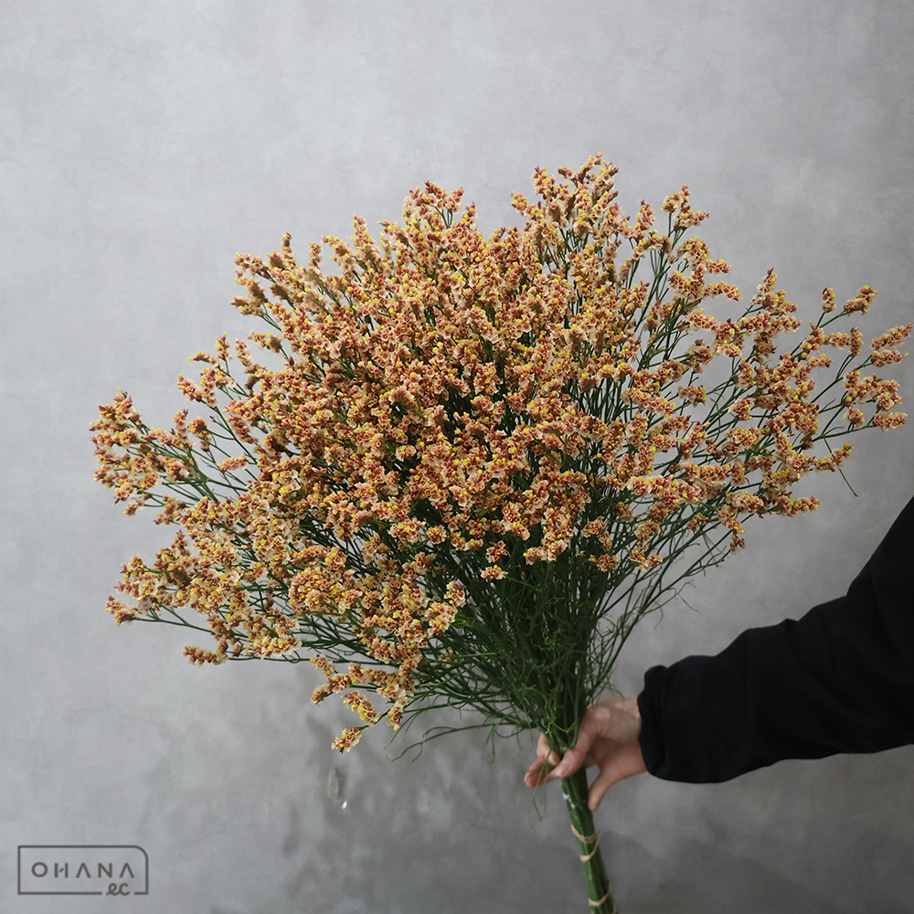 ＨＢスターチス　南十字星　秀 75cm