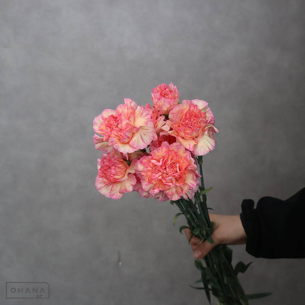 カーネーション　オレンジミナミ　秀L 60cm