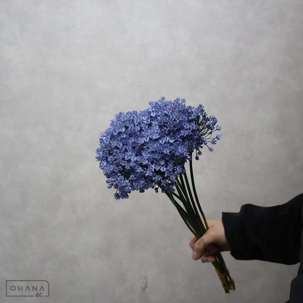 アリウム　ブルーパフューム 秀 50cm