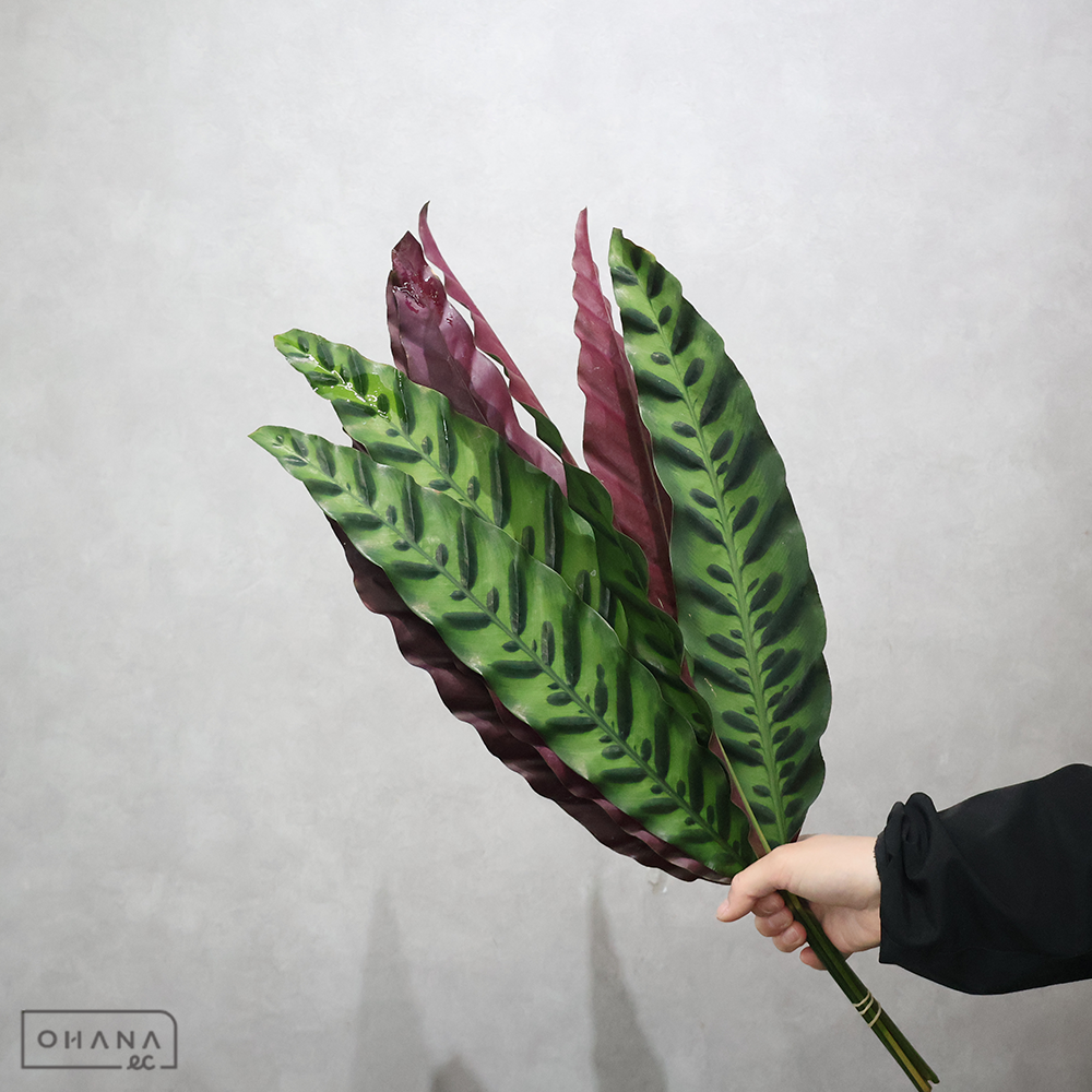カラテア　インシグニス　 50cm