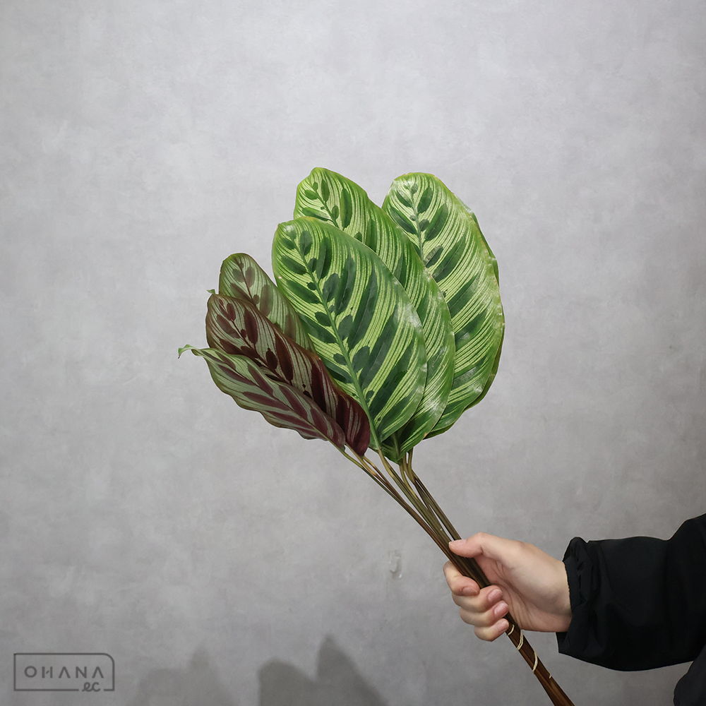 カラテア　マコヤナ　 50cm