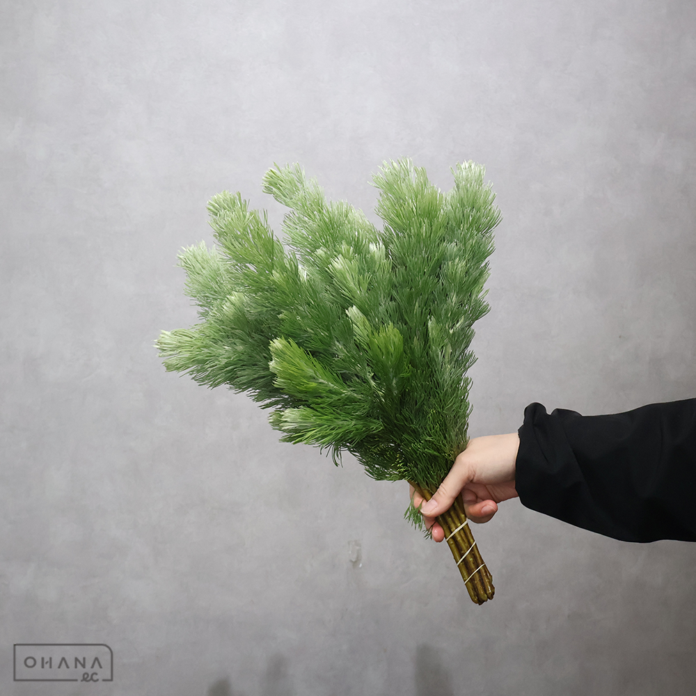 ウーリブッシュ　アデナンサス　 40cm