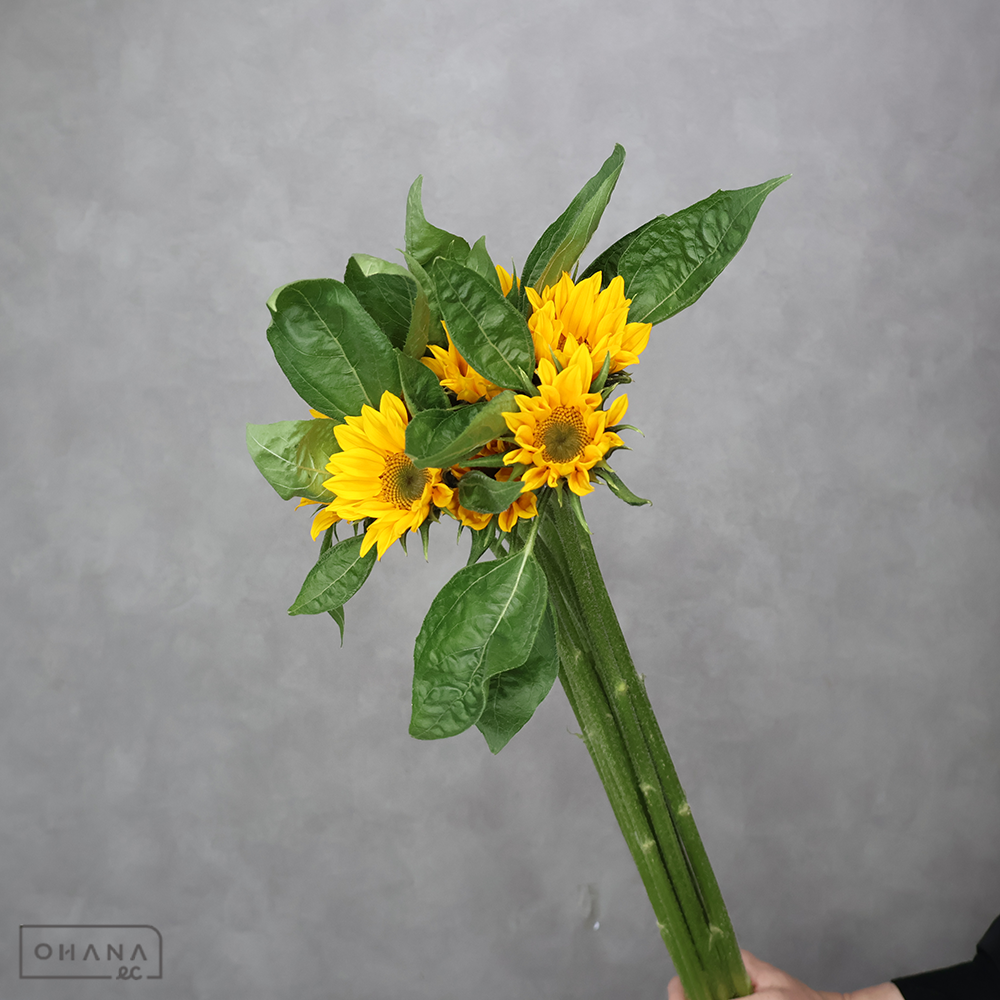 ヒマワリオレンジ　サンリッチＵＰ　フレッシュオレンジ　秀L 70cm