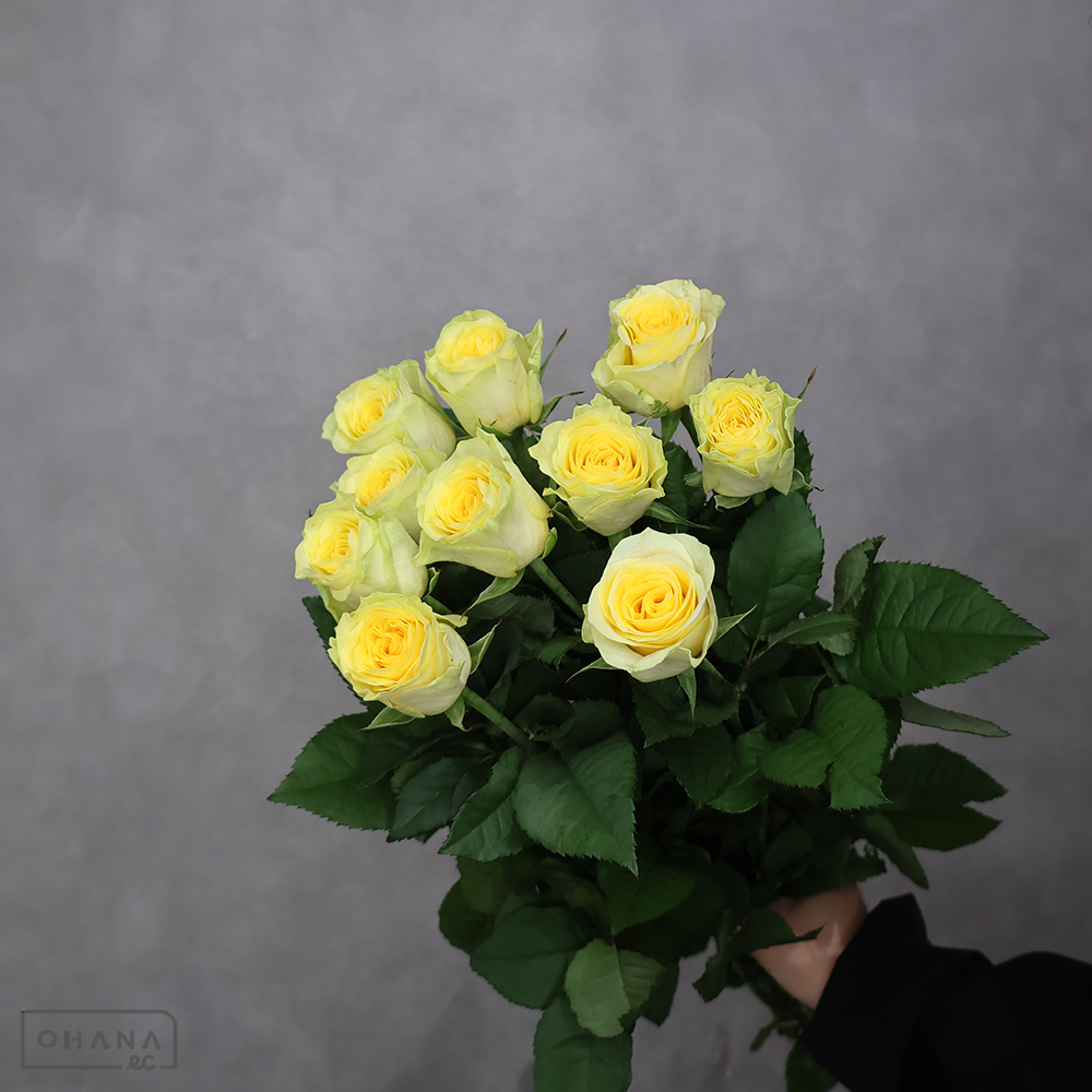 バラ　イリオス 60cm