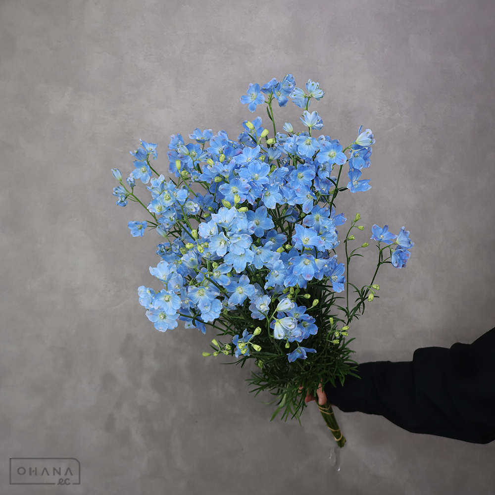 デルフィシネンシス青　スーパープラチナブルー　秀 60cm