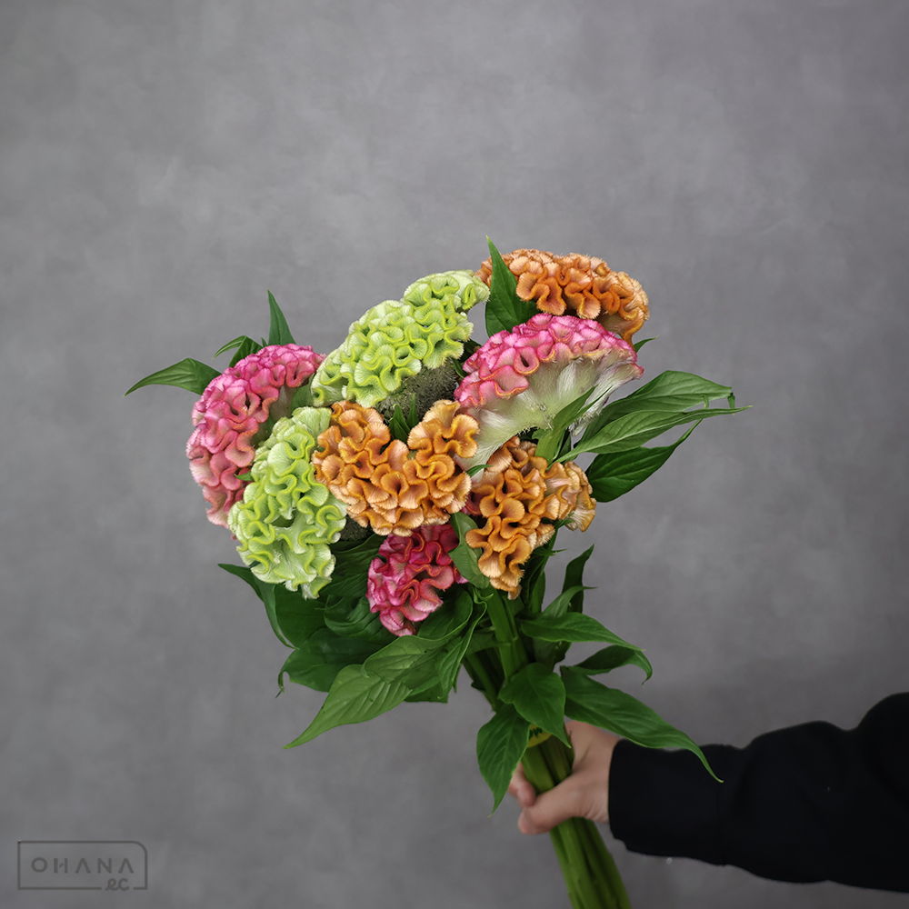 ケイトウ　アスカセレクト ⑤　80cm  ■発送時は75cm以下にカット