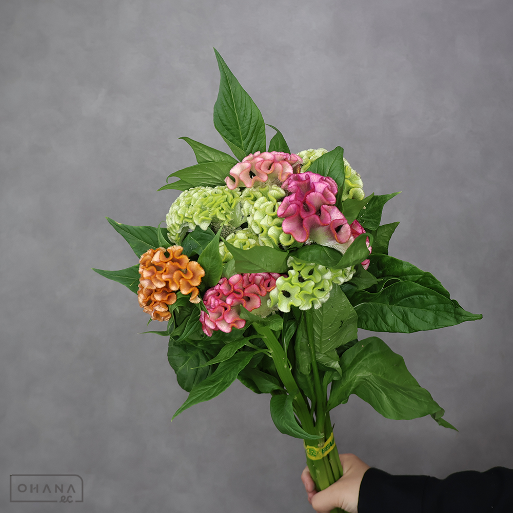 ケイトウ　アスカセレクト ④　80cm  ■発送時は75cm以下にカット