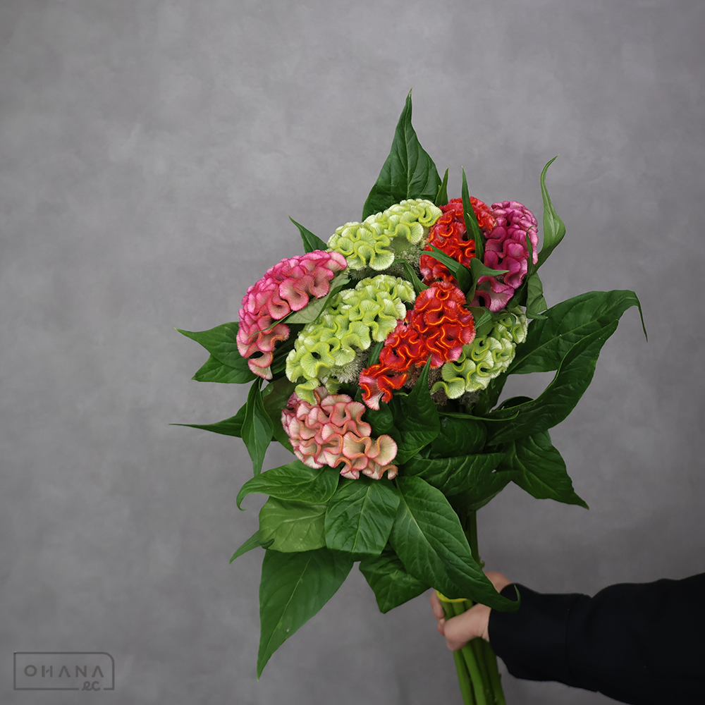 ケイトウ　アスカセレクト ②　80cm  ■発送時は75cm以下にカット