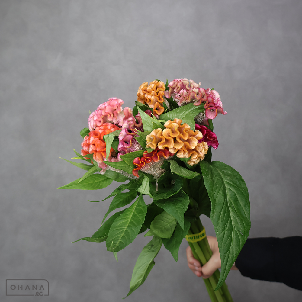 ケイトウ　アスカセレクト ①　80cm  ■発送時は75cm以下にカット
