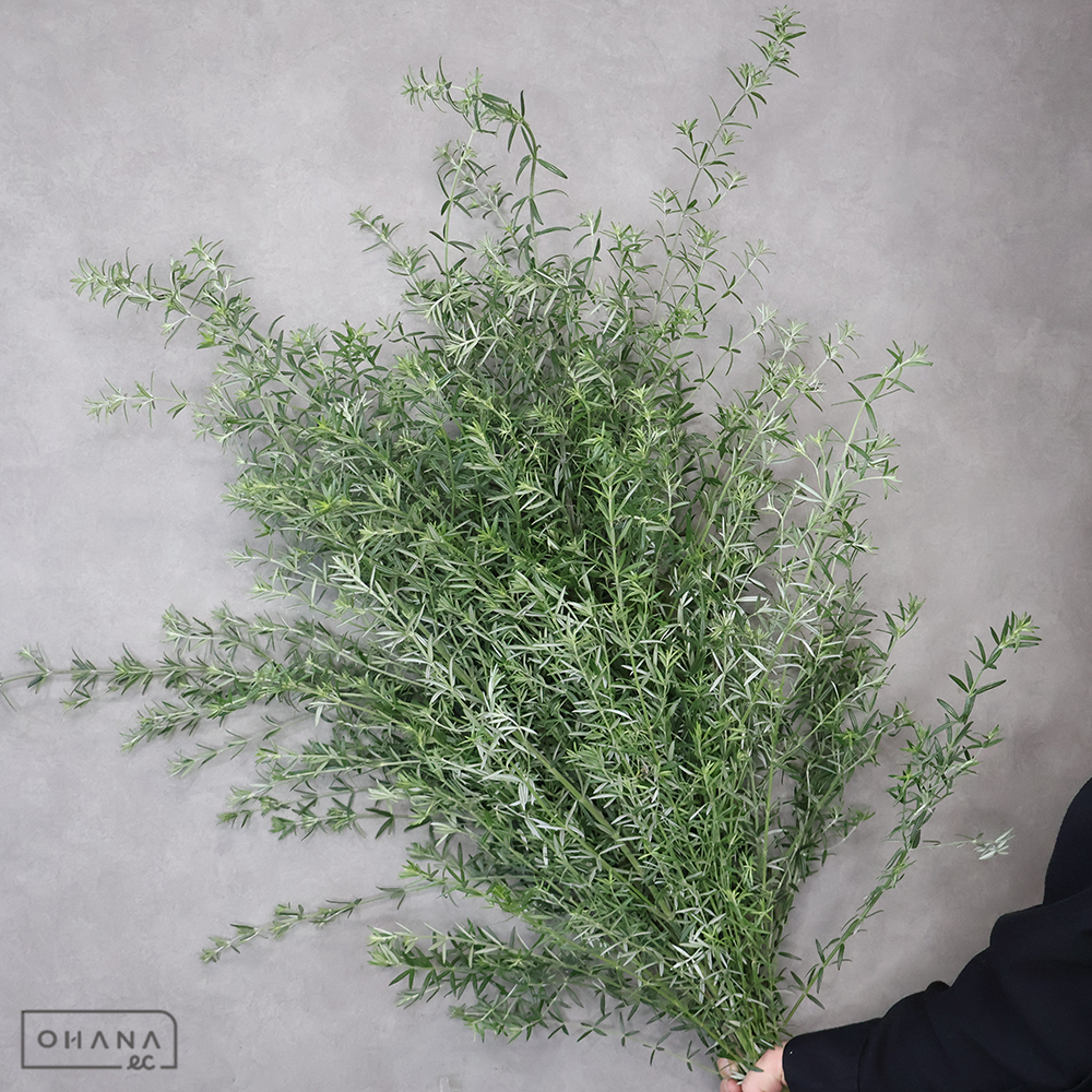 フルティコーサ　 90cm ■発送時は75cm以下にカット