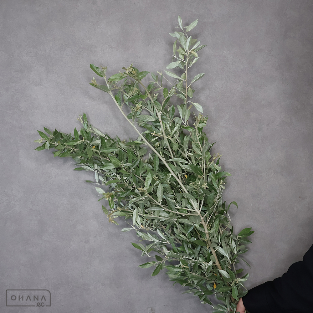 ロシアンオリーブ　 80cm ■発送時は75cm以下にカット
