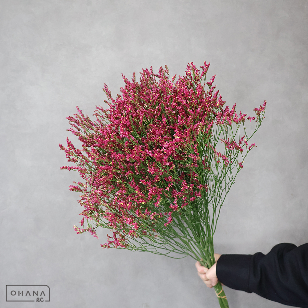 HBスターチス　電光赤華 秀 65cm