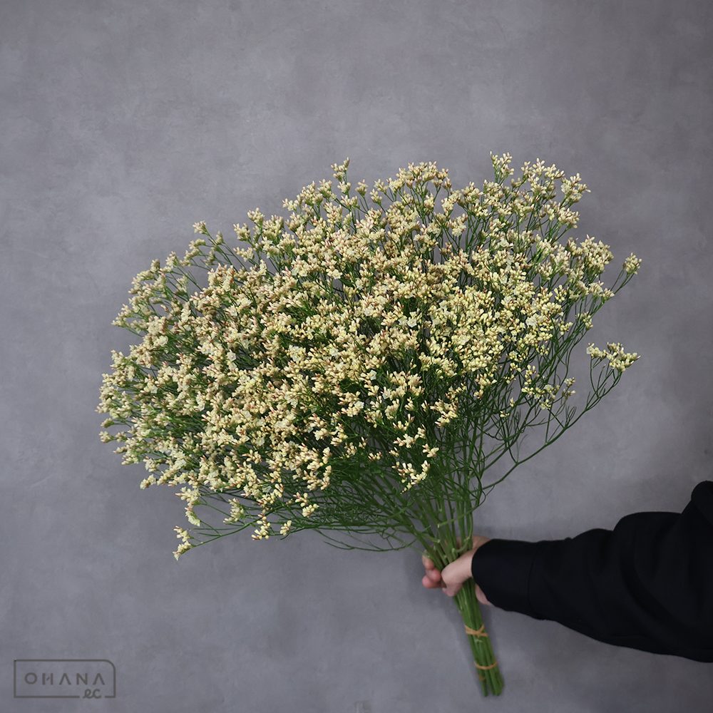 HBスターチス　月山 秀65cm