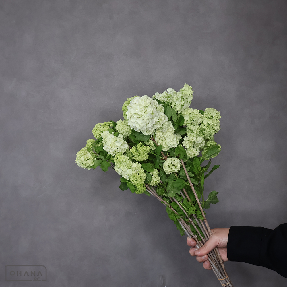 ビブルナム　スノーボール　50cm 4F