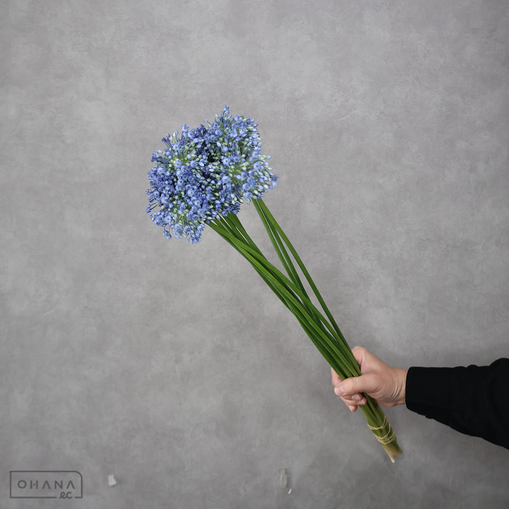 アリウム　ブルーパフューム　秀3L 70cm