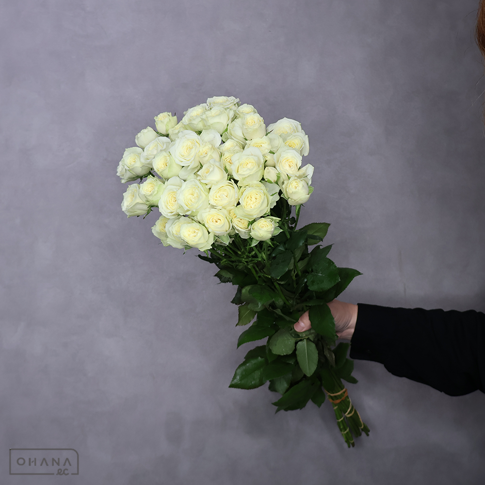 ＳＰバラ黄　リモーネスター　秀 60cm