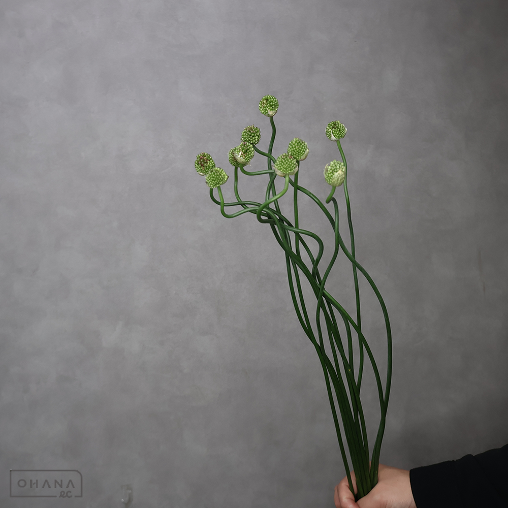 アリアム　ライムショット　優  70cm