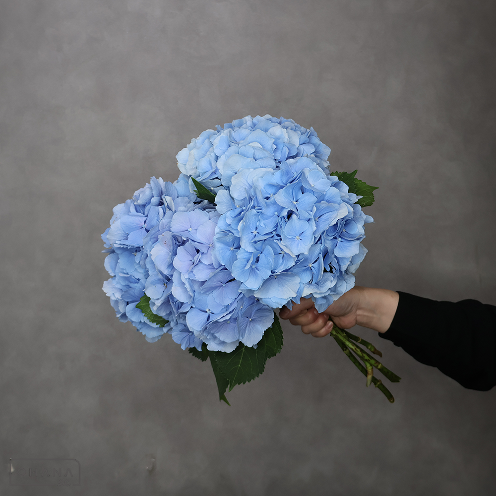 アジサイ　ベラナ ※5本束※シミあり　  40cm2A