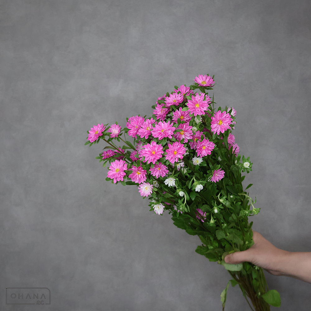 アスターピンク　ステラピンク ※葉傷みあり　秀 70cm