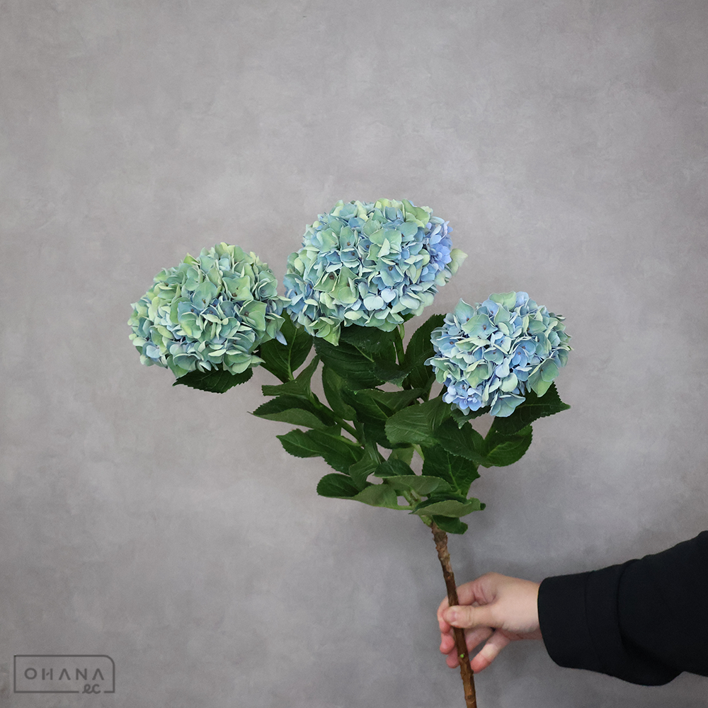 アジサイ　アンティークマーメイド SPタイプ　 ３輪 65cm