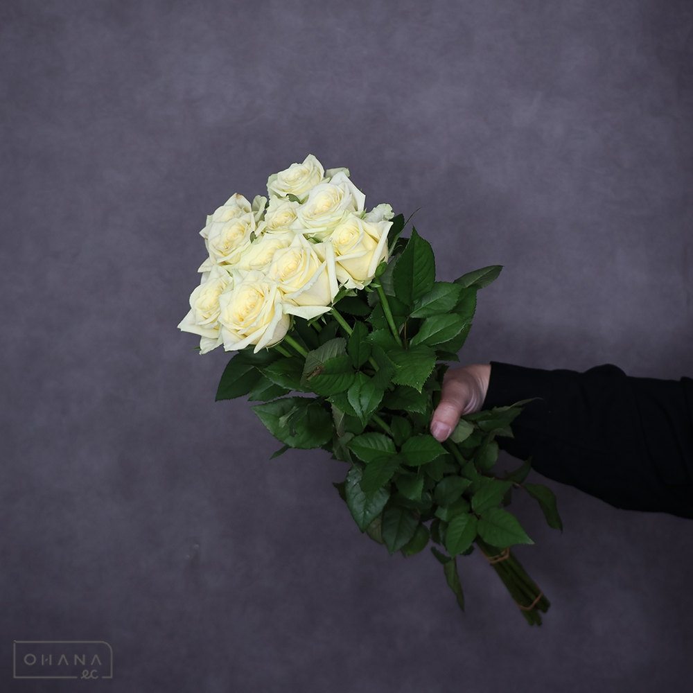 バラ緑　カムフラージュ　55cm ※若干シミあり・花色はクリーム色です