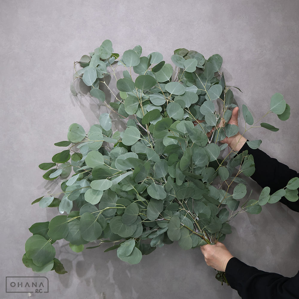 ユーカリ　ポプルスリーフ束　100cm ■発送時は90cm以下にカット（横箱配送）