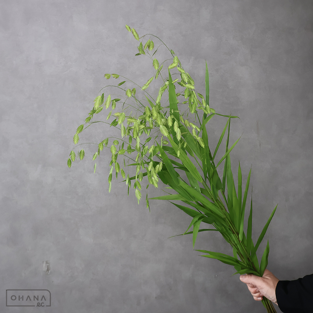 小判草　 85cm ■発送時は75cm以下にカット