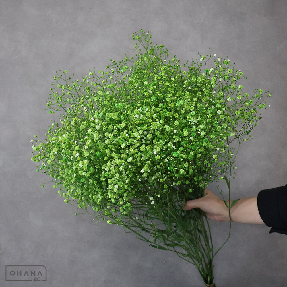 カスミソウ染め　グリーン 優 80cm ■発送時は75cm以下にカット
