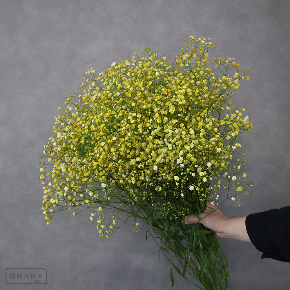 カスミソウ染め　イエロー 優 80cm ■発送時は75cm以下にカット