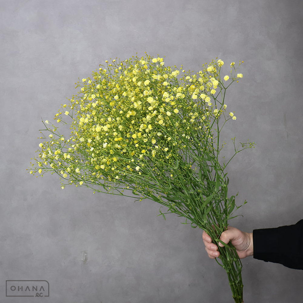スミソウ　染 ⑤ 優 70cm