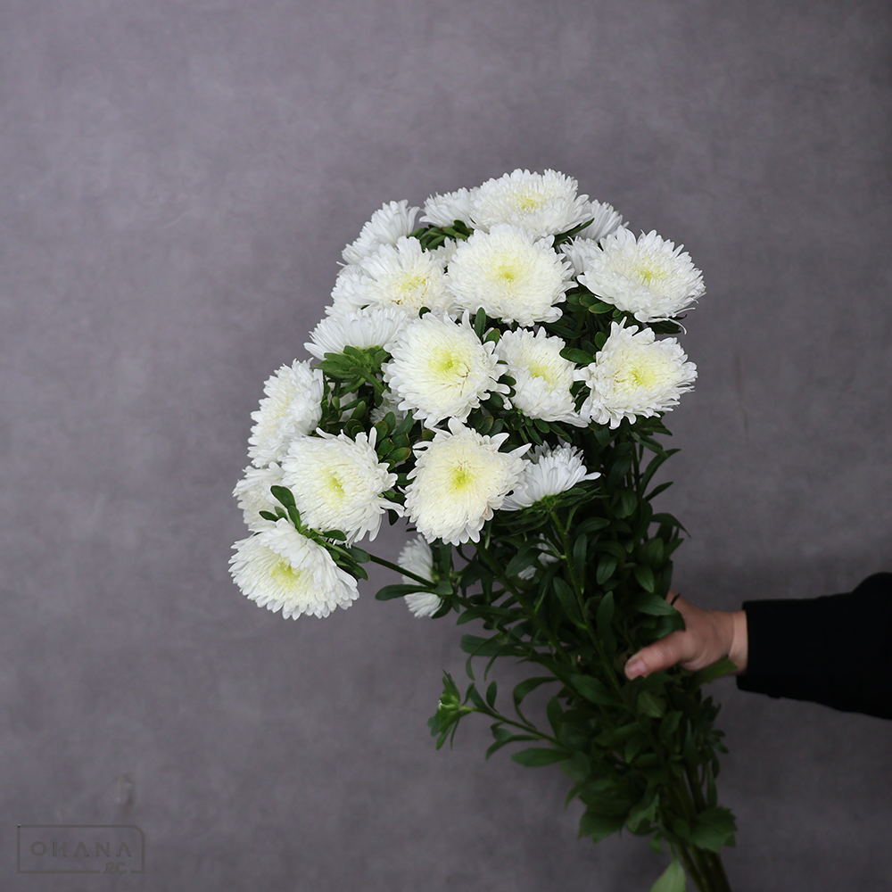 アスター　ホワイト　Ａ90cm ■発送時は75cm以下にカット