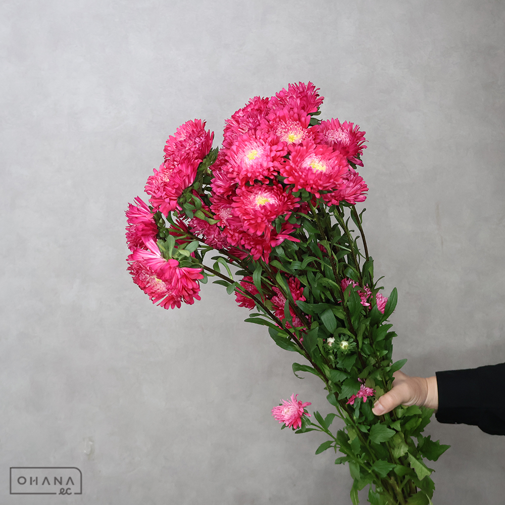 アスター　レッド　Ａ90cm ■発送時は75cm以下にカット