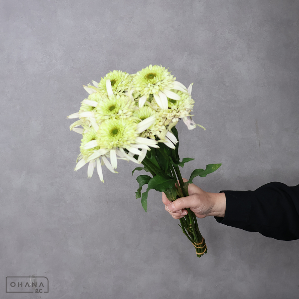 エキナセア  チェリーフラッフ  40-50cm  ※花痛みあり
